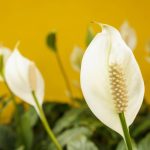 Îngrijire pentru spathiphyllum: ce nu trebuie făcut absolut cu floarea