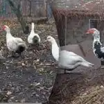 Mai multă carne și mai puțină mâncare: care rațe sunt