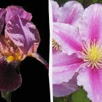 Mortale pentru pisici și periculoase pentru oameni: 5 flori pe