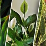 Norocul nu va dispărea: 7 plante care vă curăță casa