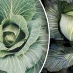 Nu te poți baza pe cel mare: ce să nu