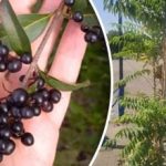 Numai dăunători: copaci pe care nu ar trebui să-i plantezi