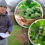 O recoltă fără probleme: cinci soiuri de castraveți care se