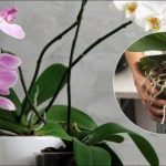 O singură acțiune și orhideea ta va înflori luni întregi: