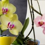 Orhidee cu flori căzute: ce să faceți în contine și