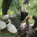 Peking, muskrats sau moulards: argumente pro și contra ale raselor