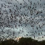 Peștera liliecilor: Uganda înregistrează un mecanism de răspândire a unui