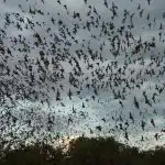 Peștera liliecilor: Uganda înregistrează un mecanism de răspândire a unui