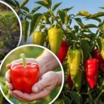 Rezistente la secetă și boli: cinci soiuri de ardei rezistente