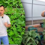 Roșiile se întind înainte de plantare: greșeala pe care o
