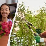 S-ar putea să nu supraviețuiască: ce plante nu ar trebui