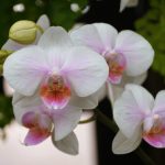 Să îți faci orhideea să înflorească din nou este mai