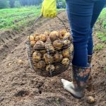 Se cultivă cel mai bine împreună cu cartofii pentru o