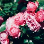 Secretul unei bune înfloriri: experții au explicat cum să se taie trandafirii la sfârșitul iernii Secretul unei bune înfloriri: experții au explicat cum să se