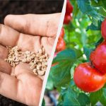 Unde au crescut roșiile, nu poți planta 7 culturi: o greșeală va costa recolta Unde au crescut roșiile, nu poți planta 7 culturi: o