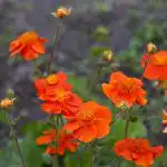 10 flori perene care devin din ce în ce mai