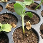 Cum să protejați răsadurile de "piciorul negru": cum să evitați boala pe plantă cum-sa-protejati-rasadurile-de-piciorul-negru-cum-sa-evitati.webp.webp