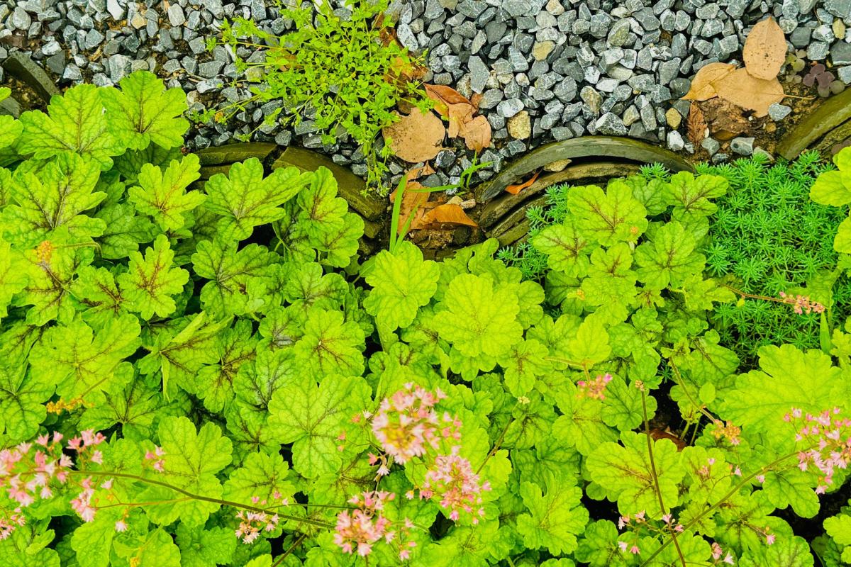 Ce flori să plantezi la umbră