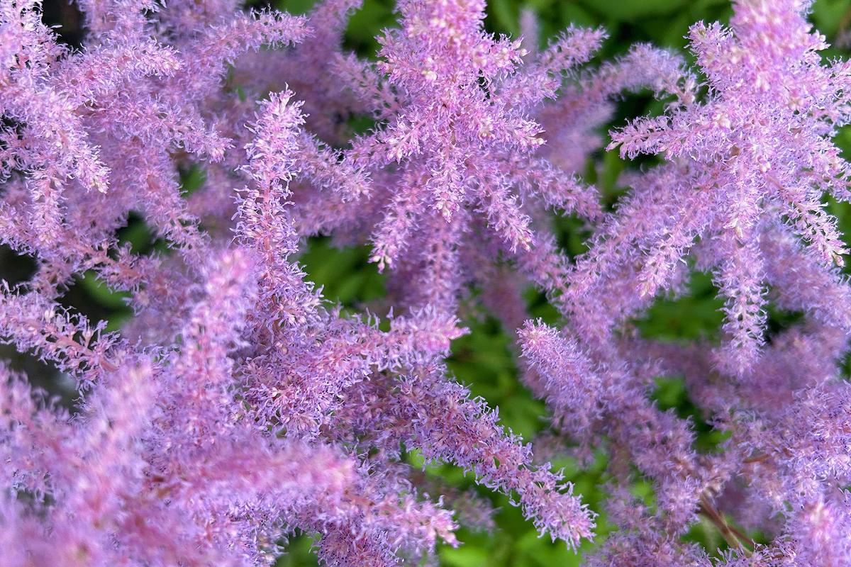 Ce să plantezi la umbra din spatele casei