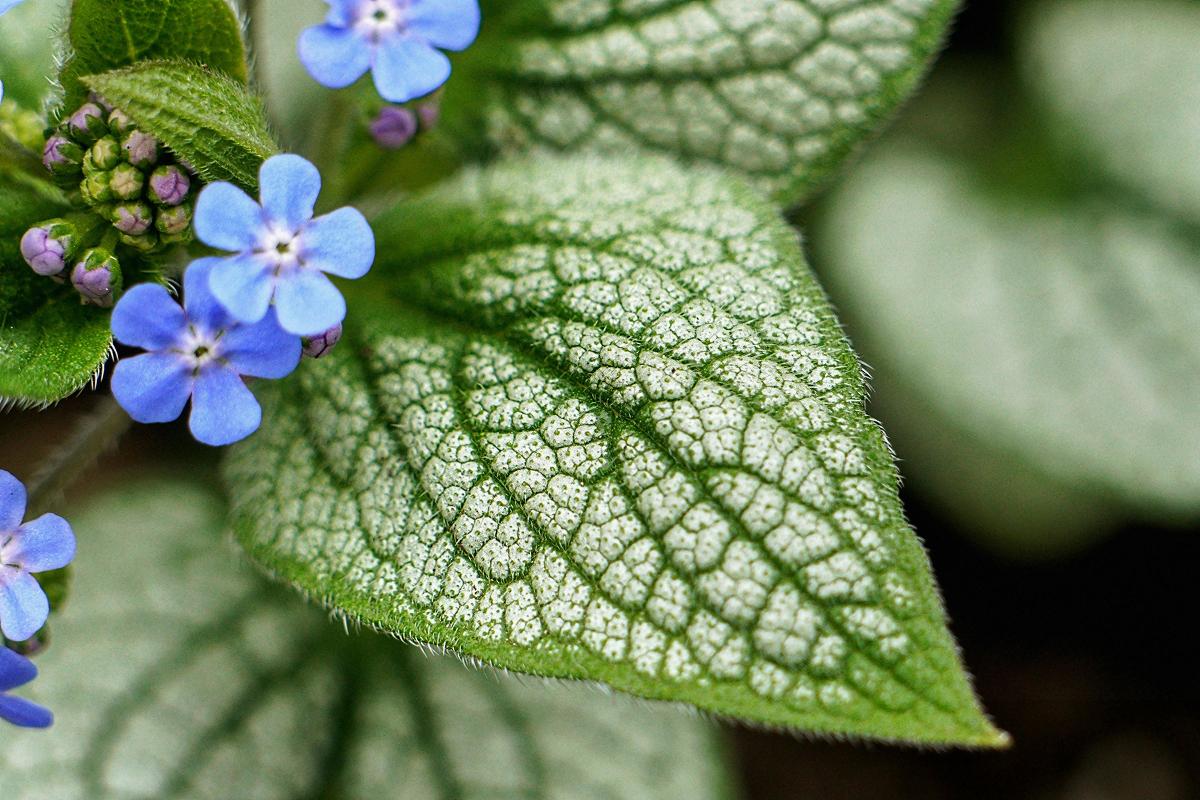 ce poate fi plantat la umbră