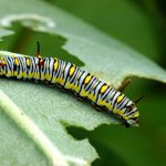 5 motive pentru care plantele pot avea frunze gălbui și