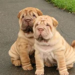 5 rase de câini pe care veterinarul tău nu le-ar alege: motivele te-ar putea surprinde 5-rase-de-caini-pe-care-veterinarul-tau-nu-le-ar.webp.webp