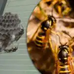 6 lucruri care îți transformă curtea într-un magnet pentru viespi