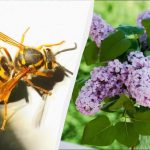 7 plante atrag viespile mortale: nu ar trebui să fie