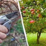 Acești 7 copaci ar trebui tăiați înainte de sfârșitul lunii