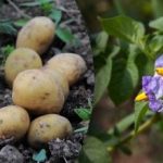 Alungarea insectelor și creșterea randamentului: ce plante ar trebui plantate lângă cartofi Alungarea insectelor și creșterea randamentului: ce plante ar trebui plantate