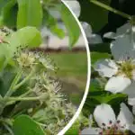 Arată frumos, dar există o capcană: ce copac nu ar