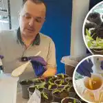 Ardei dulci după recoltare: stimularea udării, formarea de rădăcini puternice