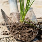 Buruienile de pe poteci vor dispărea într-o zi: iată cu