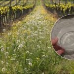 Buruienile vor dispărea într-o zi: cum să pregătiți o soluție