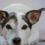 Câinele tău te judecă: medicii veterinari explică 7 comportamente comune ale animalelor de companie cainele-tau-te-judeca-medicii-veterinari-explica-7-comportamente-comune.webp.webp