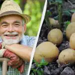 Calendarul de plantare a cartofilor 2026: cum să înțelegeți că