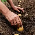 Când să plantezi cartofi în aprilie 2026: zile norocoase și periculoase conform calendarului lunar Când să plantezi cartofi în aprilie 2026: zile norocoase și