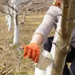 Care și când este cel mai bun moment pentru a