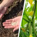 Castraveții vor crește rapid și nu se vor îmbolnăvi: în ce să înmuiați semințele înainte de plantare Castraveții vor crește rapid și nu se vor îmbolnăvi: în