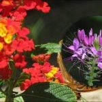 Ce este mai bine să nu plantați în patul de