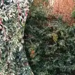 Ce plante rămân verzi chiar și iarna - idei pentru