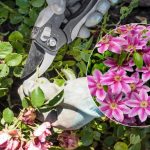 Ce plante trebuie să fie tăiate în aprilie: grădinarul a