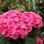 Ce să hrăniți hortensia la începutul primăverii: florile vor fi