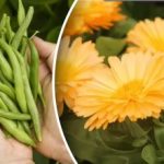 Ce să plantați unul lângă altul pentru o cultură dublă: