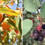 Ce să plantezi la umbră: copaci care vor da în