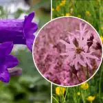 Ce să plantezi la umbră: șase flori sălbatice care cresc