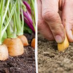 Ce să plantezi lângă morcovi: cei mai buni și cei