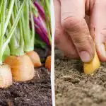 Ce să plantezi lângă morcovi: cei mai buni și cei