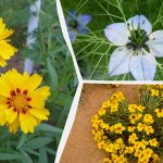 Ce să semeni în martie: 6 flori care îți vor