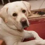 Ce se întâmplă dacă ignori frica câinelui tău: Cum îți afectează animalul de companie mirosul de anxietate umană ce-se-intampla-daca-ignori-frica-cainelui-tau-cum-iti.jpg